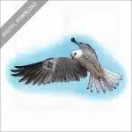 White-Tailed Kite stock image
