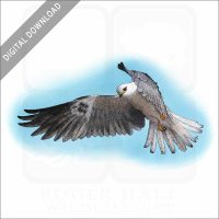 White-Tailed Kite stock image