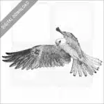 White-Tailed Kite