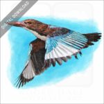 White-Throated Kingfisher stock image