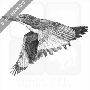 White-Throated Kingfisher