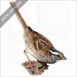 White-Throated Sparrow stock image
