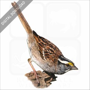 White-Throated Sparrow stock image