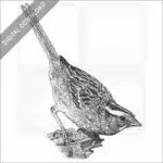 White-Throated Sparrow