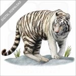 White Bengal Tiger stock image