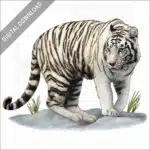 White Bengal Tiger stock image