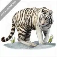 White Bengal Tiger stock image