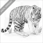 White Bengal Tiger