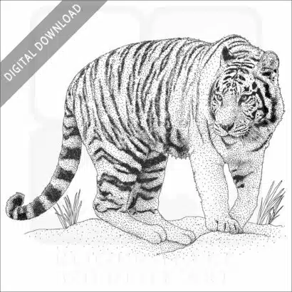 White Bengal Tiger