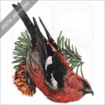 White-Winged Crossbill stock image