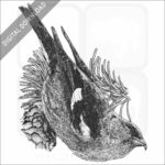 White-Winged Crossbill