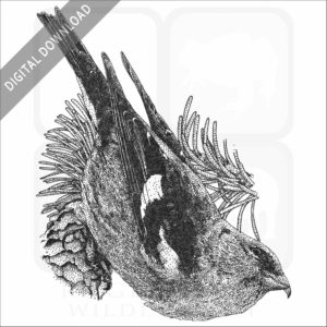 White-Winged Crossbill