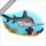 Whitetip Reef Shark stock image