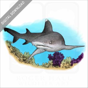 Whitetip Reef Shark stock image