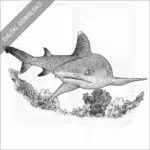 Whitetip Reef Shark