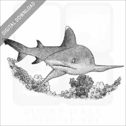 Whitetip Reef Shark