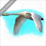 Whooper Swan stock imge