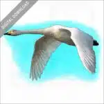 Whooper Swan stock imge
