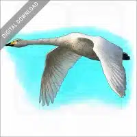 Whooper Swan stock imge