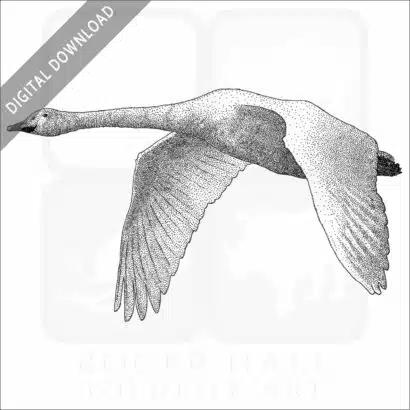 Whooper Swan