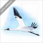 Whooping Crane stock image