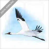Whooping Crane stock image