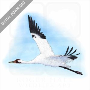 Whooping Crane stock image