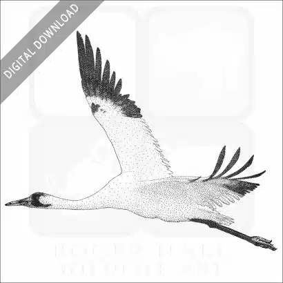 Whooping Crane