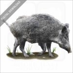 Eurasian Wild Boar stock image