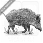 Eurasian Wild Boar