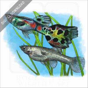 Wild Guppies stock image