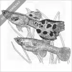 Wild Guppies