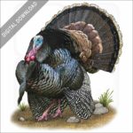 Wild Turkey stock image