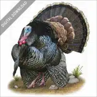 Wild Turkey stock image