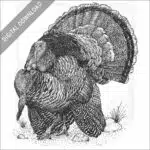 Wild Turkey