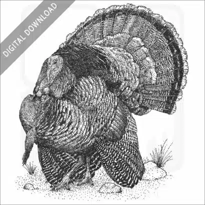 Wild Turkey