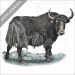 Wild Yak stock image