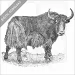 Wild Yak
