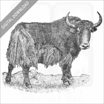 Wild Yak