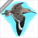 Willet stock illustration