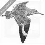 Willet