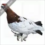 Willow Ptarmigan stock image