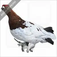 Willow Ptarmigan stock image