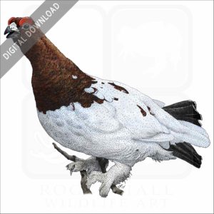 Willow Ptarmigan stock image