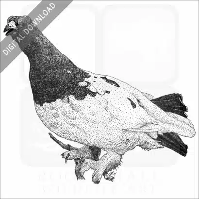Willow Ptarmigan