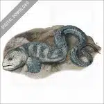 Wolf Eel stock image