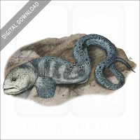 Wolf Eel stock image