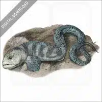 Wolf Eel stock image