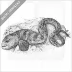Wolf Eel