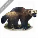Wolverine stock image